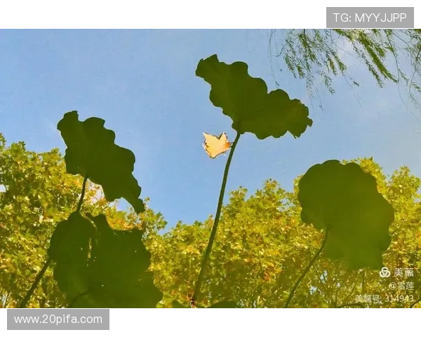 加威足球明星名单全解析及其职业生涯成就回顾